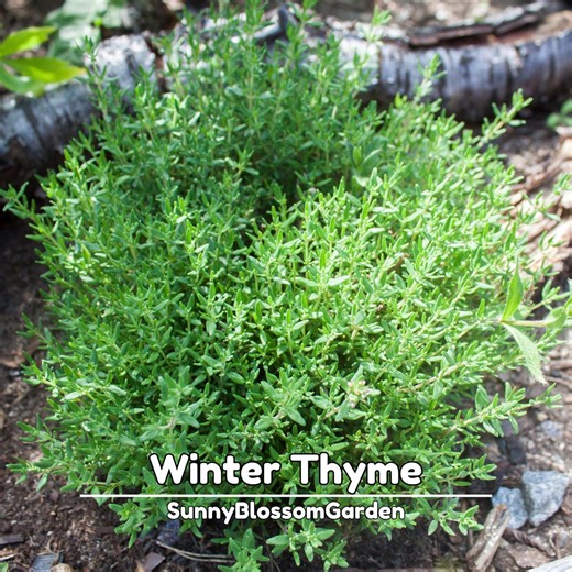 Winter Thyme Seeds - Heirloom Herb - Cold Hardy Culinary Herb - Aromatic Perennial - Etsy
