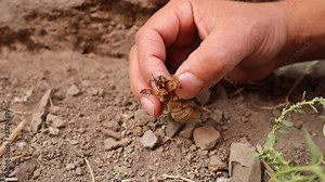 farmer catches a mole cricket. Holding a mole cricket closeup mole cricket in the garden. close up mole cricket. animal, insects, insect, bugs, wildlife, wild nature, forest, woods, agriculture, farm Stock Video