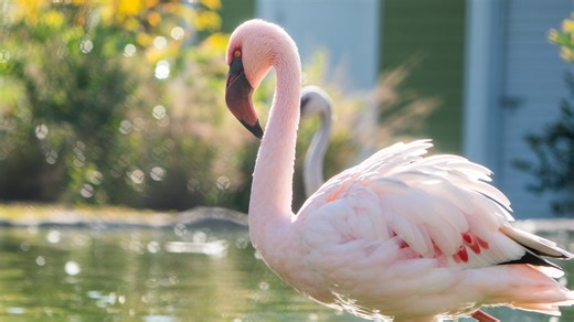 What the flock! Naples Zoo welcomes 7 flamingos from Texas