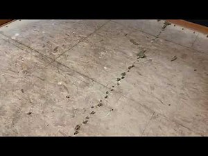 Removing carpet padding staples a cheeper and easier way.