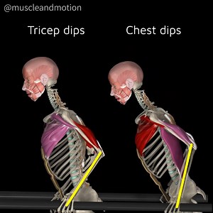 𝗨𝗻𝗹𝗼𝗰𝗸 𝘁𝗵𝗲 𝗣𝗼𝘄𝗲𝗿 𝗼𝗳 𝗗𝗶𝗽𝘀: 𝗖𝗵𝗲𝘀𝘁 𝗗𝗶𝗽𝘀 𝘃𝘀. 𝗧𝗿𝗶𝗰𝗲𝗽𝘀 𝗗𝗶𝗽𝘀 💪 Dips are a powerful upper-body exercise using your body weight for strength and muscle building. However, subtle adjustments in technique can help you target different muscles. It's not about isolating pecs or triceps; it's about customizing your hand placement and body angle for your desired focus. Let's see the main difference between these two dip variations. 🔵 Chest Dips: 👉 Large angle betwee