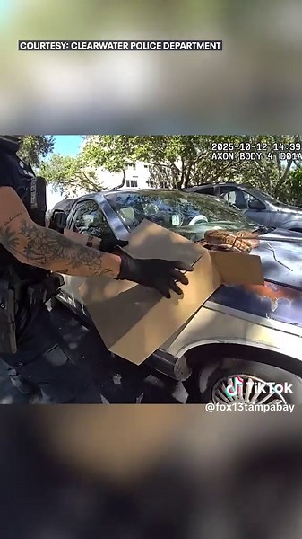 Florida Woman Finds Boa Constrictor on Car Hood