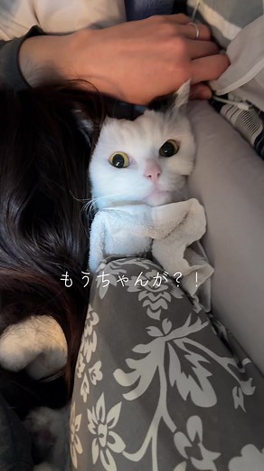 マンチカンの「もうちゃん」が挟まった！
