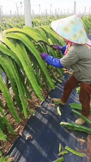 火龍果如何種植，十幾秒教會您#火龍果 #農業種植 | 种菜的阿吉