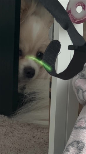 Cute Pomeranian and Pekingese Mix Puppy