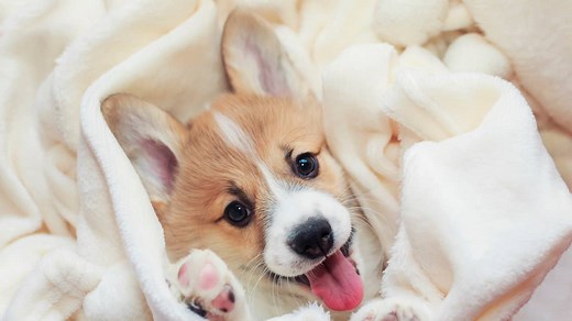 26 Calm Dog Breeds That Make the Best Couch Potato Champs