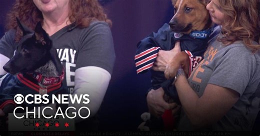 Pet Rescue Spotlight: Rabbit and Rhino from Wright-Way Rescue