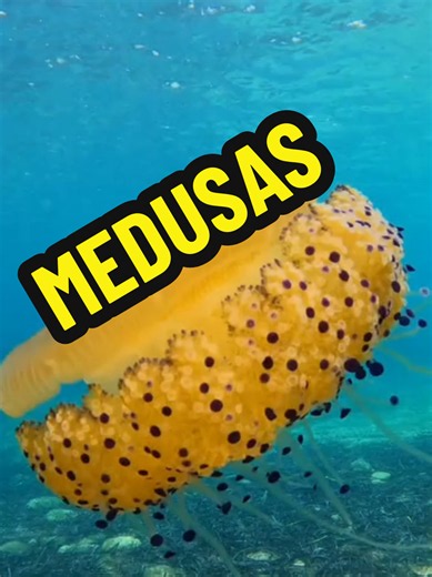 ¿Conocías estás medusas? #science #popular #sea #medusa #jellyfish