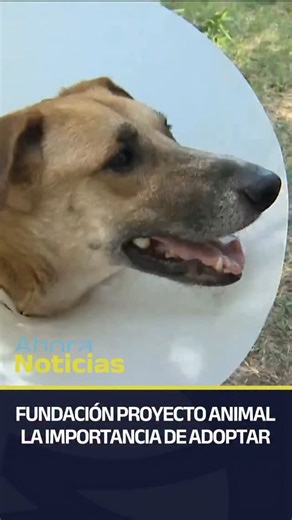 🐾 Proyecto Animal: rescatar, cuidar y dar amor ❤️ Proyecto Animal es una fundación cordobesa dedicada al rescate de perros y otros animales, como gatos y caballos, que fueron víctimas de maltrato, siniestros viales, desastres naturales o se encuentran en situaciones judiciales. 🏥 La organización se encarga de rescatarlos, curarlos y acompañarlos hasta que puedan encontrar un hogar donde comenzar una nueva vida. 🏡 Uno de los pilares del trabajo son los hogares de tránsito, que muchas veces ter