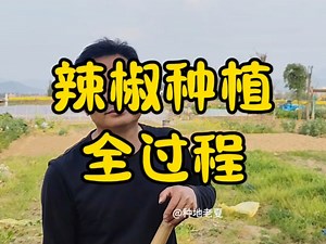 辣椒怎么种？辣椒种植全过程