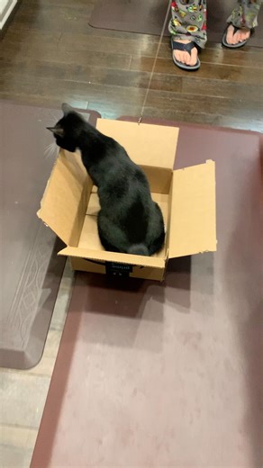 27 reactions | Throwback to when we made a little cardboard box train, and Sebrina absolutely loved riding in it!  Is she not the cutest little passenger, ready for her next adventure?  #Throwback #SebrinaTheCat #CardboardBoxTrain #FurBabyAdventures #PetFun #CatTok #TooCute #PetCuddles #CatMomLife | StudioCats | Facebook