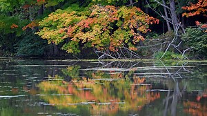 'A tree-by-tree basis': Drought has made some Ohio trees change colors early this year
