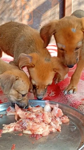 Feeding Sick & Homeless Rescue Puppies 😭🐶❤️ Heartbreaking to Hope #shorts
