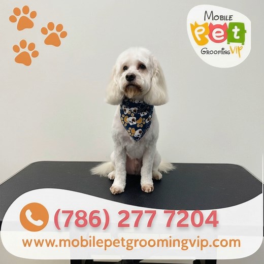 The softest moment of the day right here. ✨ | Mobile Pet Grooming VIP | Facebook