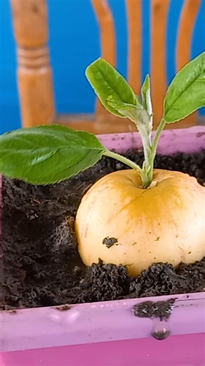 7.2K views · 72 reactions | How grow apple tree from apple fruit | Best hormone and rooting method //#highlights #short | DIY IndoorGarden | Facebook