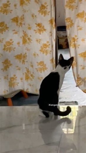 Nervous Cat Alert! 😆🐾 Sounds Freak Him Out 😹💥 #cat #animallovers #petlovers