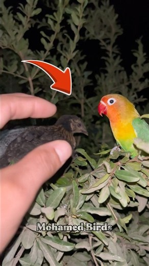 Night Birds… What Are They Doing in the Darkness?
