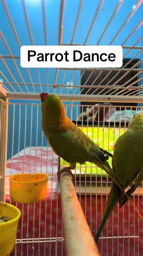Parrot Dance