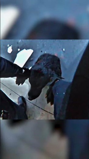 Officer saves brother dogs stuck in a frozen lake