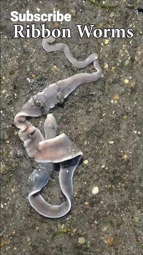 Ribbon Worms, Venom in real life #funfacts