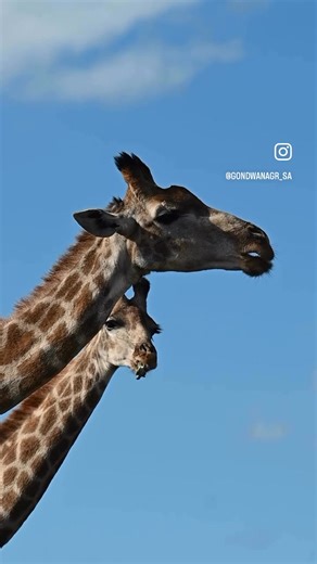 If you’ve ever spotted a giraffe chewing on a bone, you might have wondered — what’s going on here? It’s called osteophagy, and it’s actually quite common among herbivores. When giraffes gnaw on old bones, they’re not turning carnivorous — they’re simply seeking out extra minerals, especially calcium and phosphorus, that help strengthen their bones and support their towering frames. Nature always finds a way to maintain balance even if it means a giraffe enjoying a rather unexpected snack. 📸 Ca