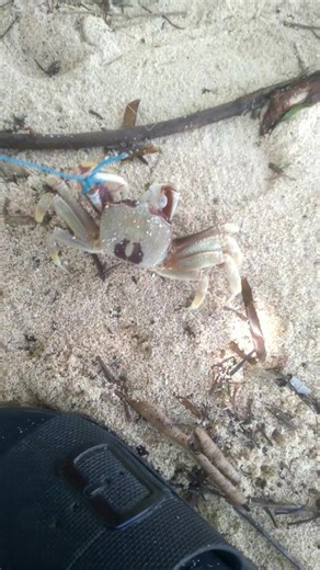 Amazing | Veronica Paalan Abaniel