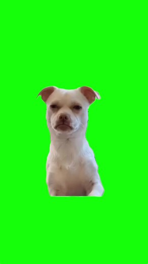 Hilarious GRUMPY DOG Meme Compilation - CapCut Greenscreen Overlays