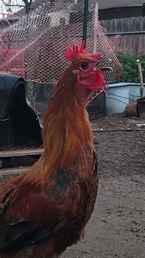 Elvis the Rooster