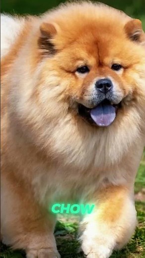 Top 5 Most Expensive Dog Breeds