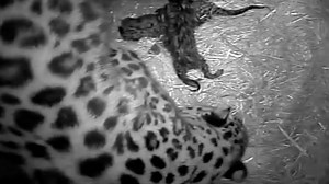 Rare Amur leopard cubs born in Twycross zoo - video