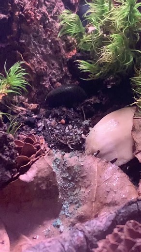 More springtails! They deserve more love #springtails #tropicalspringtails #pinktropicalspringtails #creaturehabitatkit #critter #bioactive #coolpets #pillowmoss #frogmoss