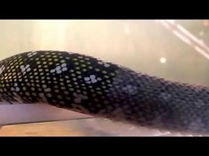 Линька Morelia spilota spilota