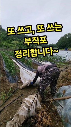 매년 꺼내서 쓰는 부직포. 삭지않도록 보관해야합니다. #농사일기 #농사꿀팁 #고추부직포 #부직포관리 #괴산울엄마농장 #shorts