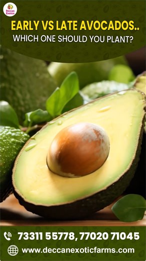 Avocado Farming Success: Early Season vs Late Season Varieties | Deccan Exotics #ytshorts #ytshots
