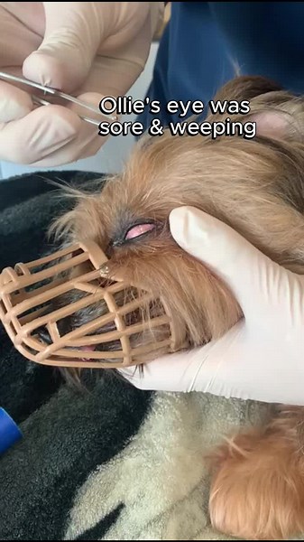 We've removed more pesky grass seeds than we can keep count of from all sorts of places recently! #vetsoftiktok #veterinary #dog #dogtok #grassseed #uksummer #veterinarian