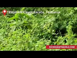 Elephant Caves | Jungle Walk | Endoro Waterfalls, Karatu, Tanzania