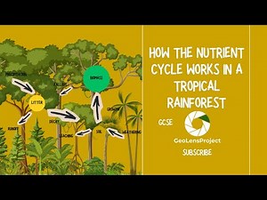 GCSE Geography: How the nutrient cycle works in a tropical rainforest.