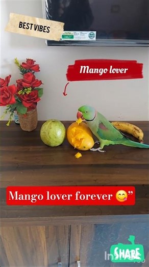 Mango lover forever 😋 #Mango #parrot #birds #shorts #BestVibes