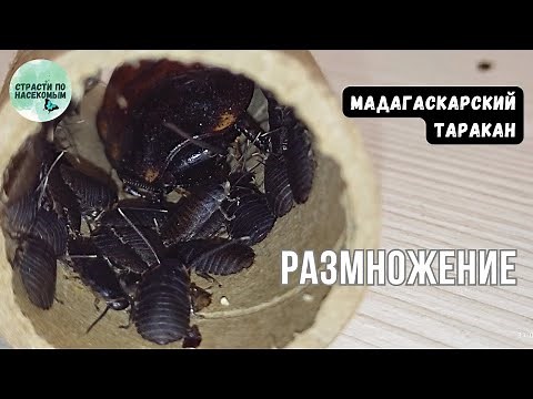 Madagascar Hissing Cockroach. Reproduction. Record-Breaking Offspring