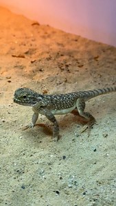 11K views · 27K reactions | Toad head agamas (Phrynocephalus mystaceus) being their wacky selves. Their methods of intraspecific communication is always entertaining. #toadhead #toadheadagama #phrynocephalus #phrynocephalusmystaceus #wacky #funnyanimals #livingart #reptiles #herpetoculture #lizards #reptilebreeder #rarereptiles #reptile #lizardsofinstagram #reptilesofinstagram | Living Art by Frank Payne | Facebook