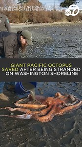 A giant Pacific octopus was returned to sea, after it was found stranded on the shore at Bay View State Park in Washington on, according to the Padilla Bay Reserve and local news. 🐙 | ABC7