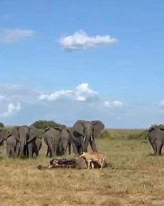 1.5M views · 9.9K reactions | Elephants Meet A Lion 女  #elephant #lion #wow #dk | Wildest Kruger Sightings | Facebook