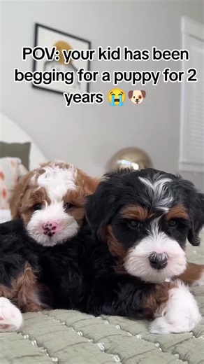 POV: your kid has been begging for a puppy for 2 years 😭🐶 #bernese #bernesemountaindog #bernedoodle #kids #love