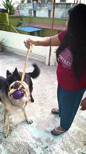 Cute German Shepherds | #shorts #camerababa #gsds #doggo