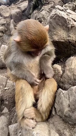 3K views · 95 reactions | Funny Monkey Daily Activity - CY Animals #reels #relaxing #monkey #funnymonkey #cyanimals Eps - 3662 | CY Animals | Facebook