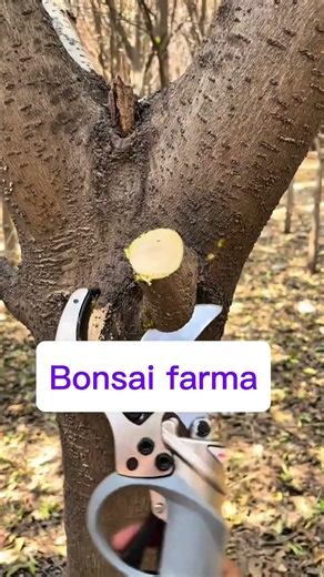 Effortless Tree Trimming with High-Speed Electric Pruner#pruning #stysifiying