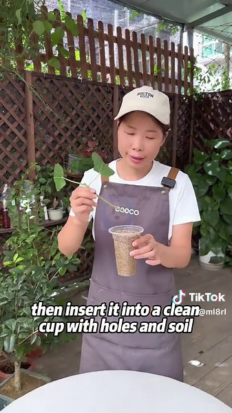 "This Trick Will Have Your Fig Cuttings Rooting in Just a Few Days!" #...