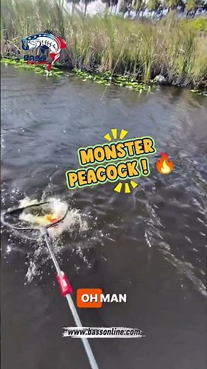 We Hooked a MONSTER Peacock Bass! 😱 (Over 4 lbs!) #fishing #fyp #shortsfeed