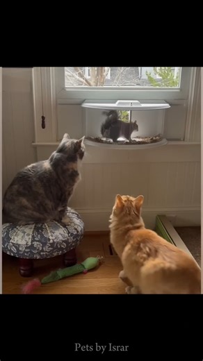 FUNNY PETS VS DOGS DRAMA 😂🐶😁#cat #pets #funny #catshorts