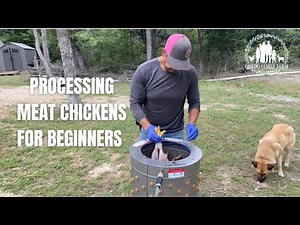 Processing Meat Chickens for Beginners | Step-by-Step Butchering Guide